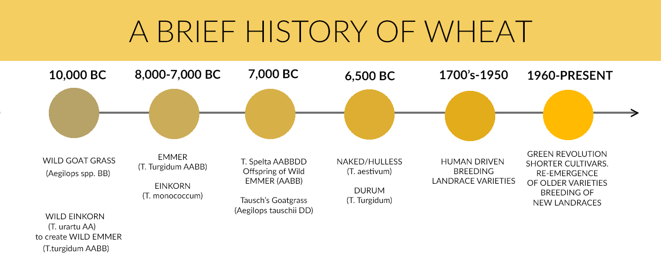 brief history of wheat